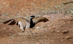 Banded Lapwing - Gebänderter Kiebitz