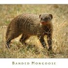 banded mongoose