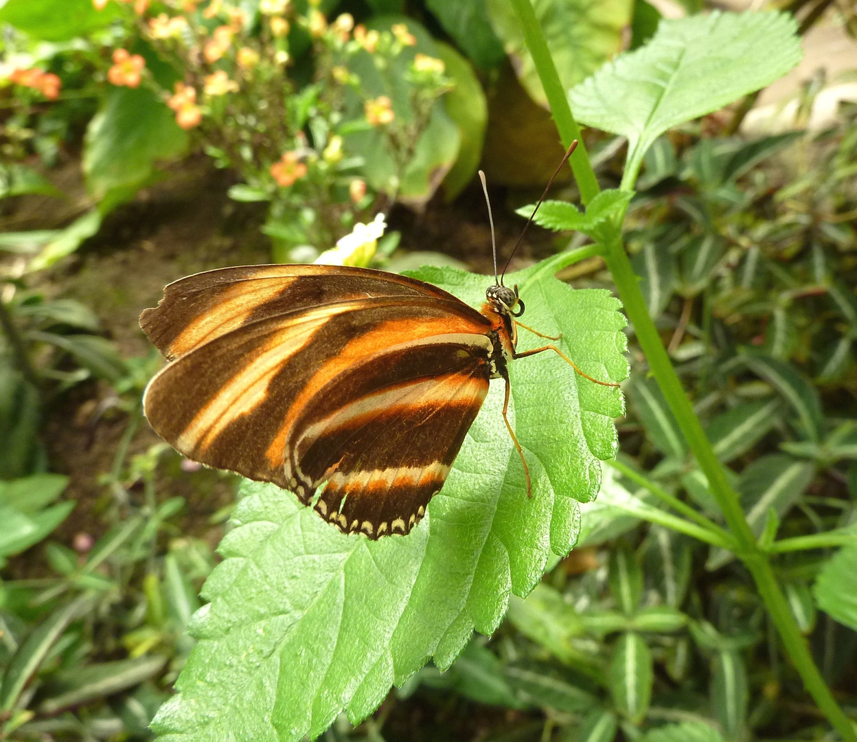 Banded Orange