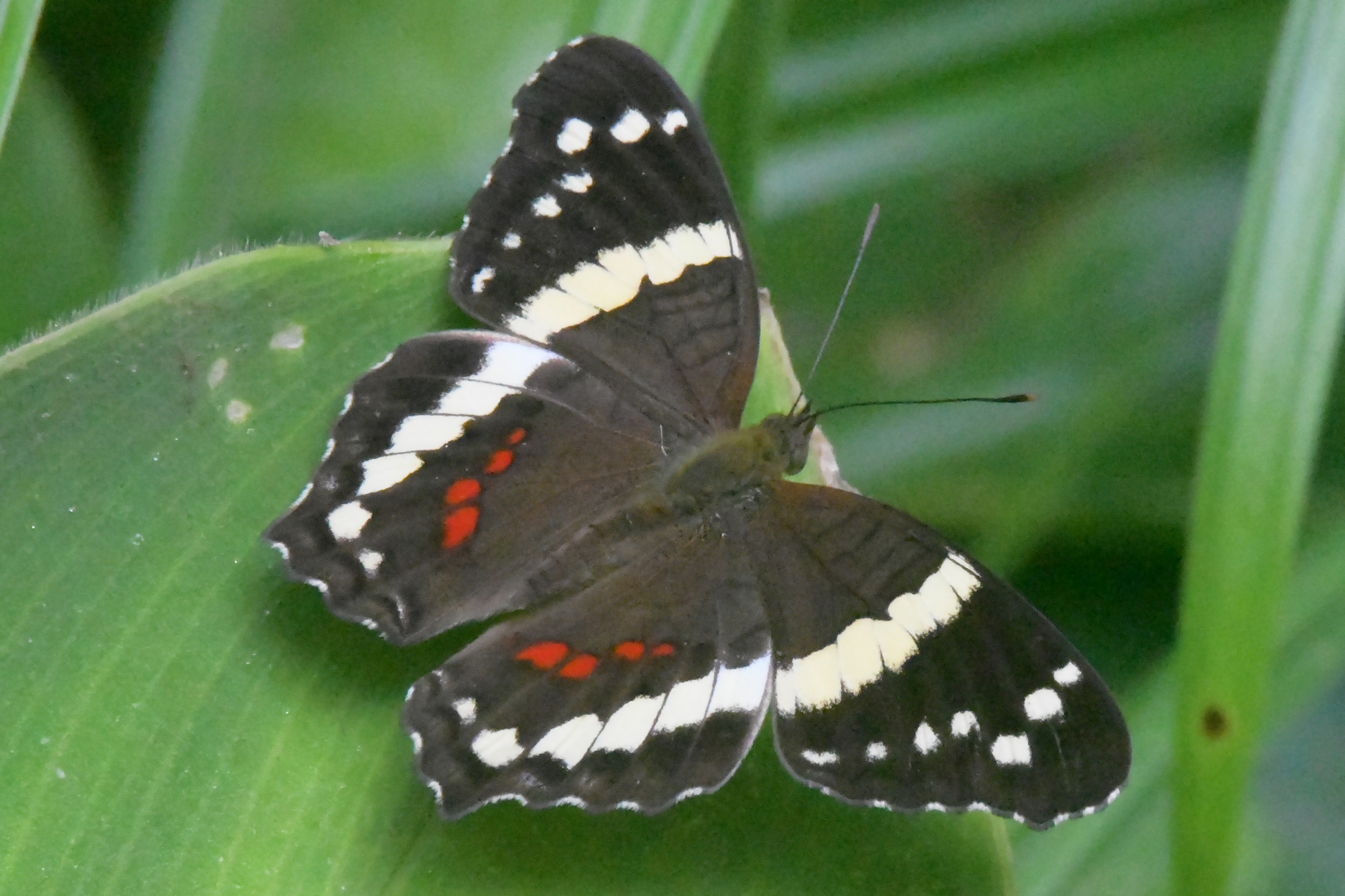 Banded Peacock