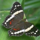 Banded Peacock