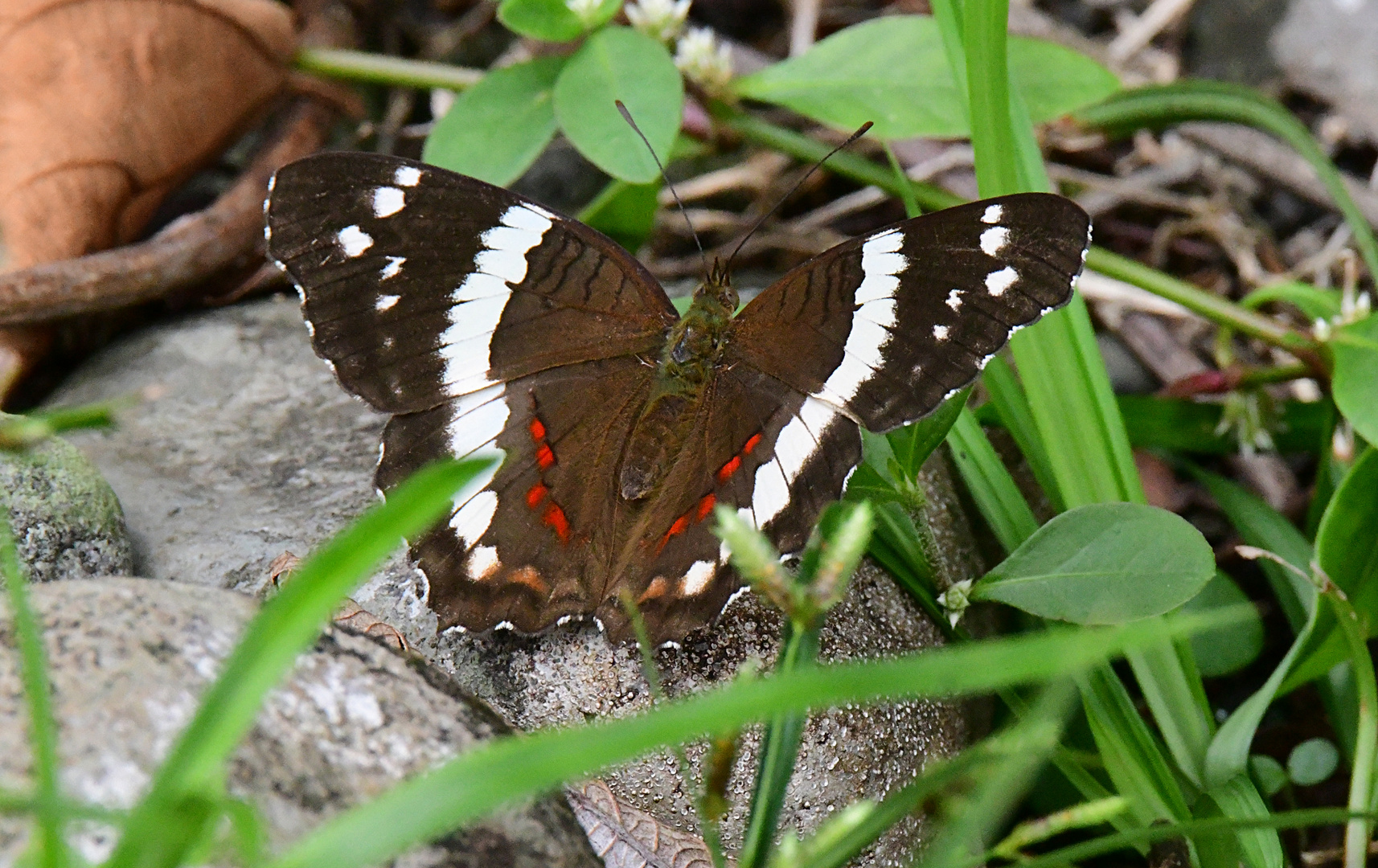 Banded Peacock