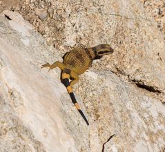 banded rock lizard