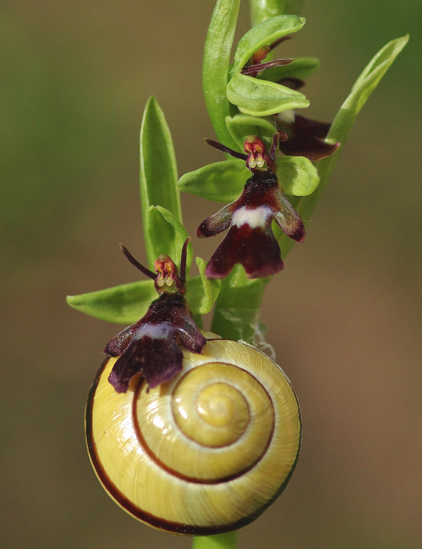 Banded snail on Kentish Fly Orchids