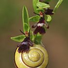 Banded snail on Kentish Fly Orchids