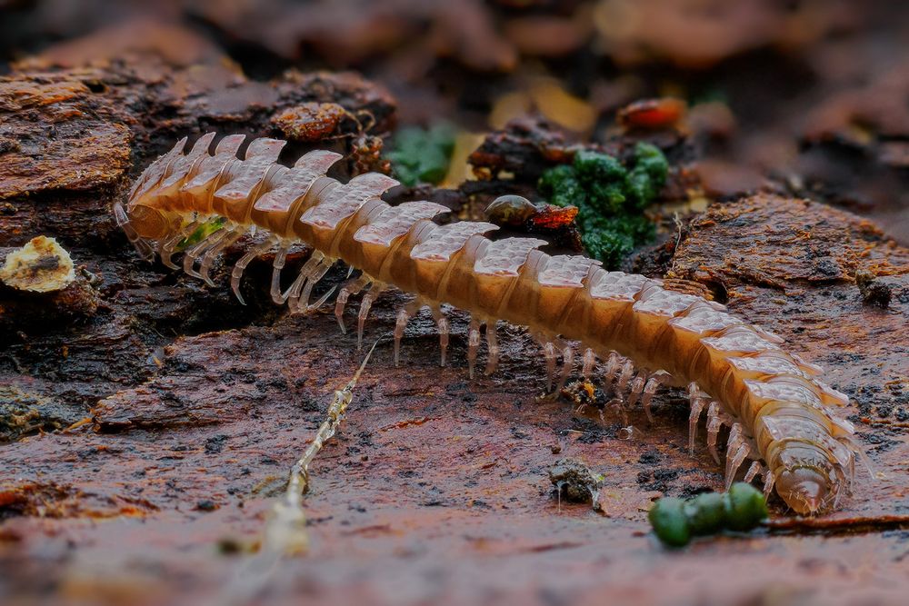 Bandfüsser ( evtl. Polydesmus angustus) Foto & Bild makro, natur
