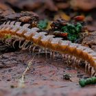 Bandfüsser ( evtl. Polydesmus angustus)