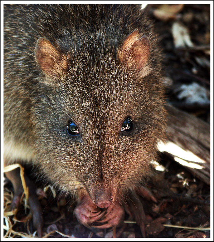 Bandicoot oder Australischer Nasenbeutler