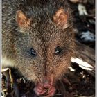 Bandicoot oder Australischer Nasenbeutler