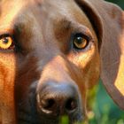 Bandit 2007 unsere erste Rhodesian Ridgeback Hündin aus Südafrika