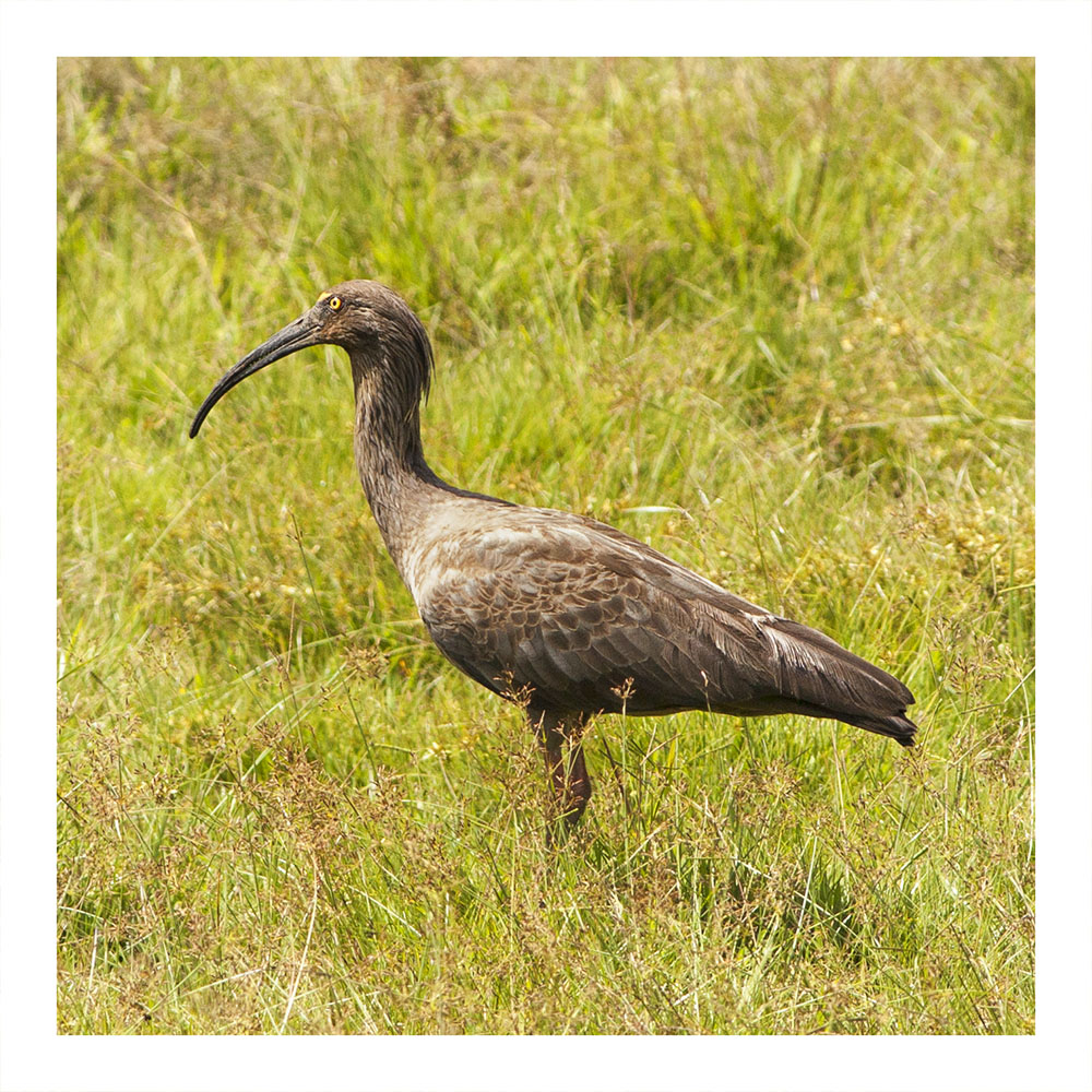 Banduria Negra