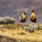 Bandurria_Austral (argentinische Impressionen)