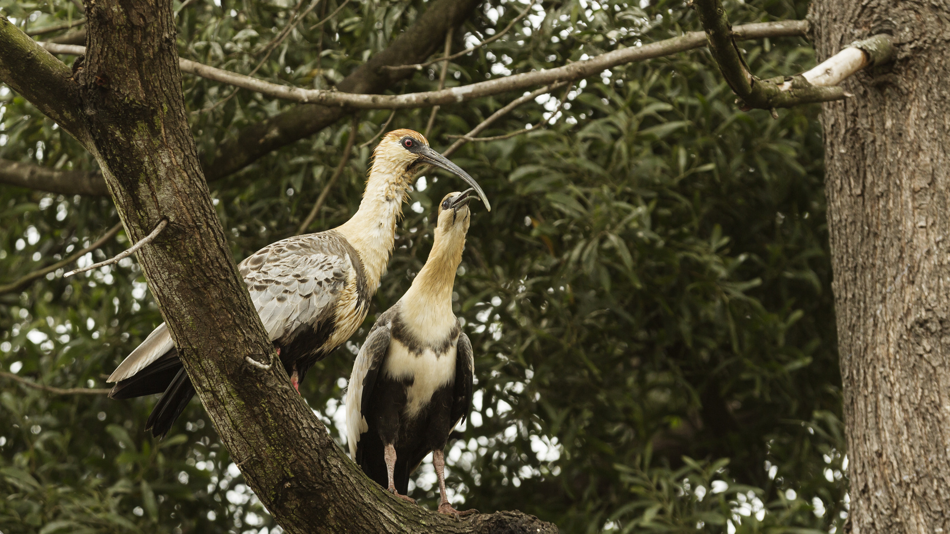 Bandurrias Foto & Bild world, natur, tiere Bilder auf