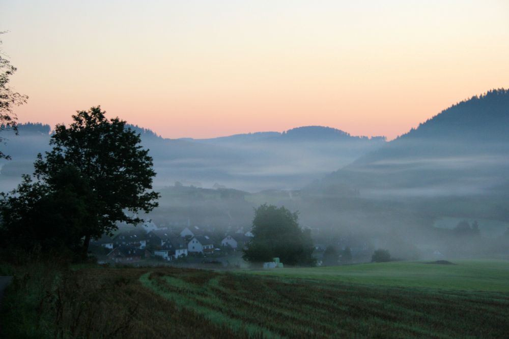 Banfe im Nebel