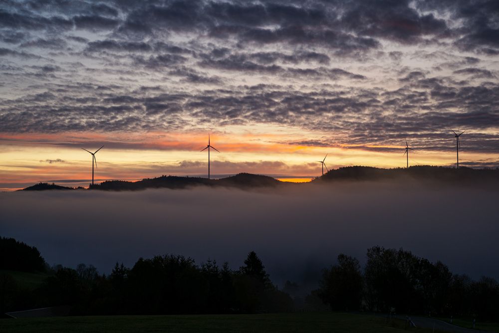 Banfe unterm Nebel