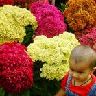 Bangalore Flower Show 2007