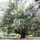 Bangalore, Laal Bagh