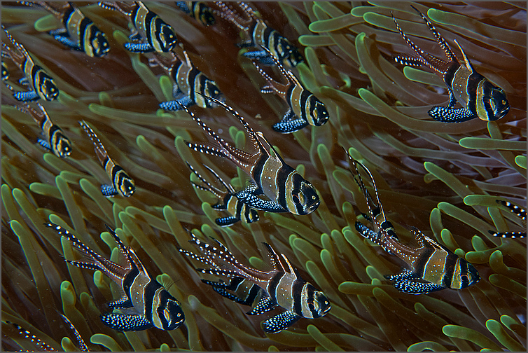 banggai cardinalfish