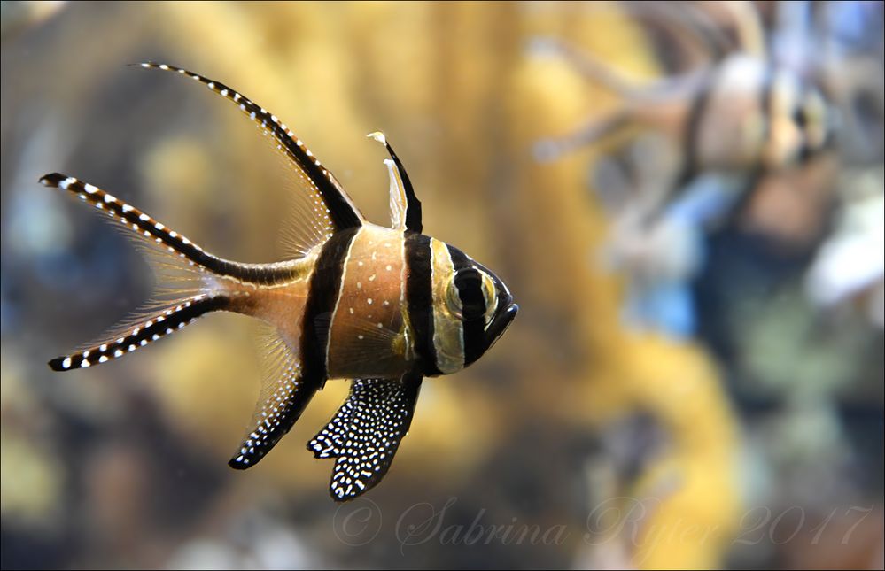 Banggai-Kardinalbarsch Foto & Bild | tiere, zoo, wildpark & falknerei