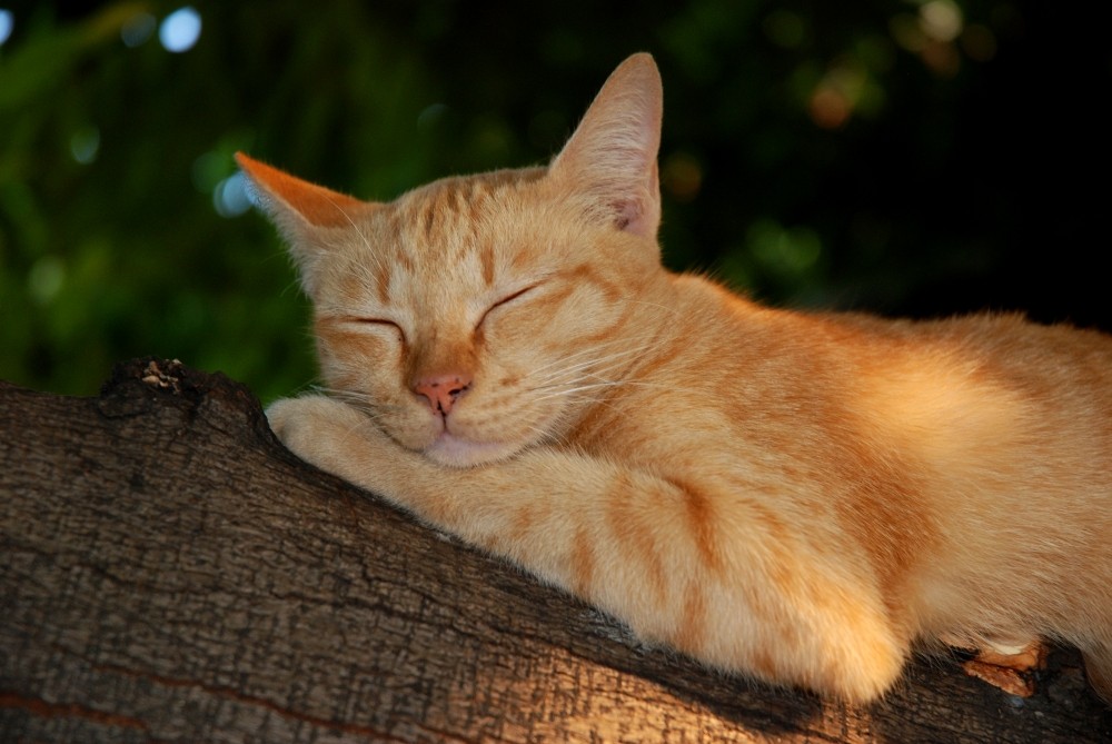 Bangkok 4 - "Siamesische Tempelkatze" im Wat Pho