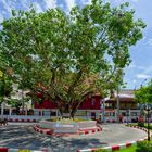 Bangkok Noi - Sri Maha Bodhi Tree 