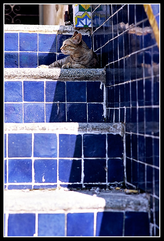 BANGKOK: THE CAT IN THE WAT...