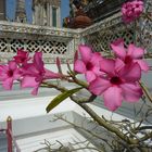 Bangkok, Wat Arun, Frangipani