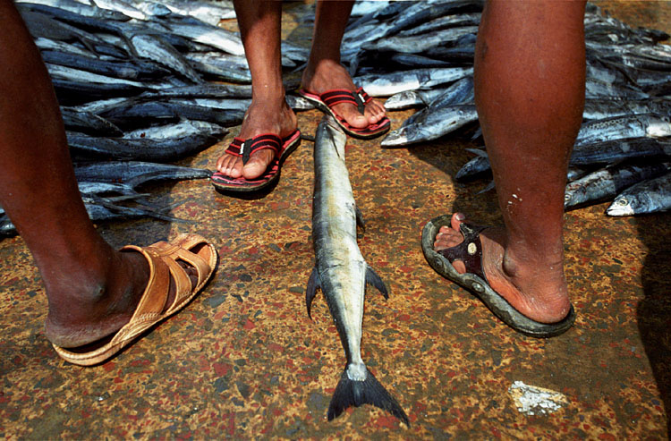 Bangladesh - fish bazar