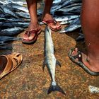 Bangladesh - fish bazar