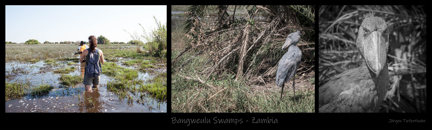 Bangweulu Swamps - Zambia