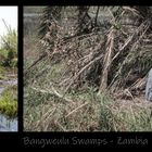 Bangweulu Swamps - Zambia