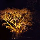 Banian vu de nuit - Jardins de l’Hôtel Tiéti à Poindimié