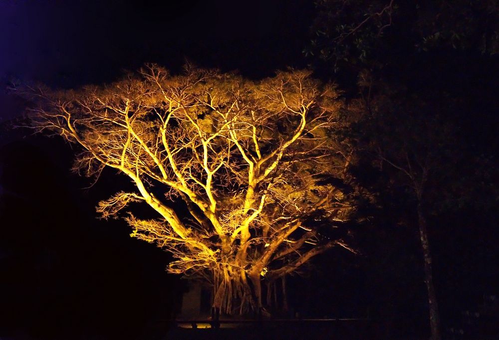 Banian vu de nuit - Jardins de l’Hôtel Tiéti à Poindimié