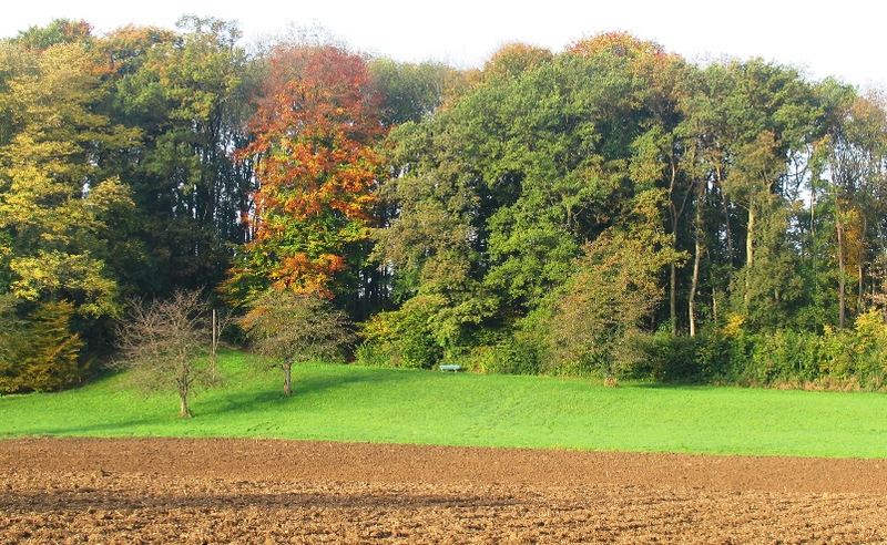 Bank am herbstlichen Waldrand