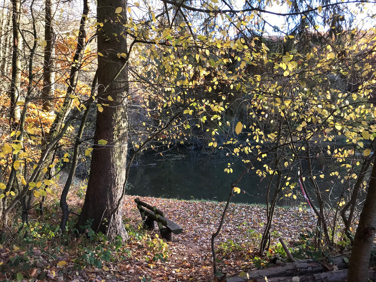 Bank am Hinterwaldteich im Herbst