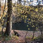 Bank am Hinterwaldteich im Herbst