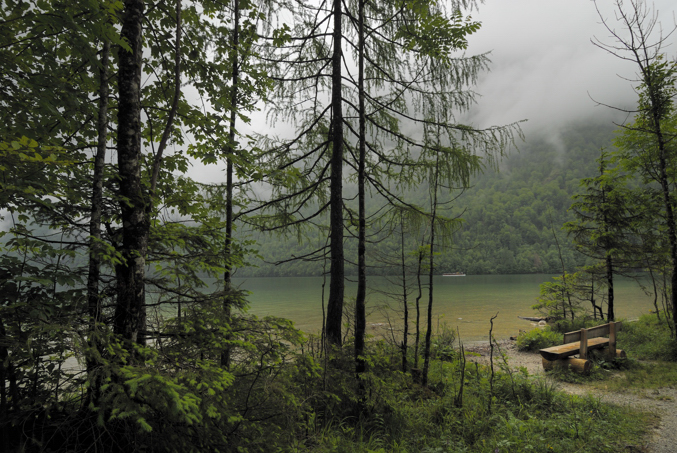 Bank am See im Nebelwald