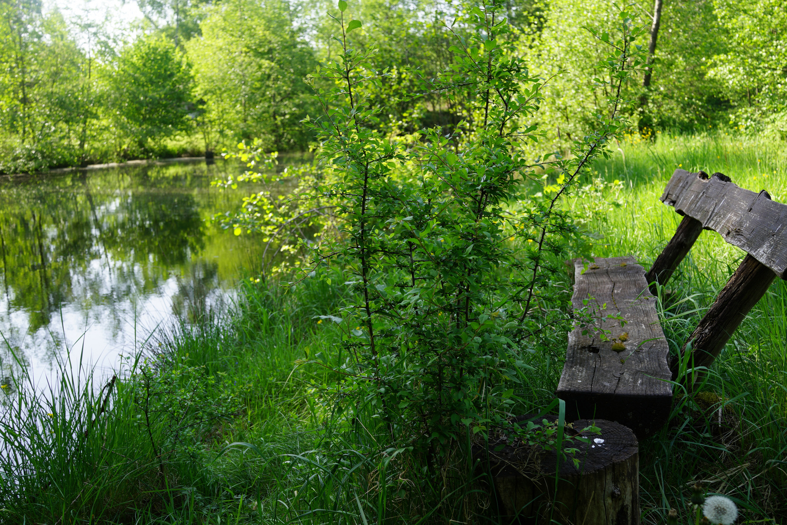 Bank am Teich