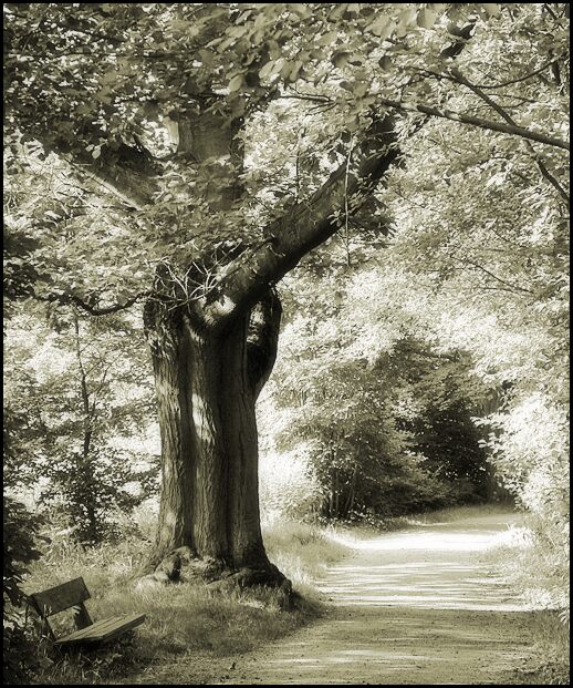 Bank Baum Weg