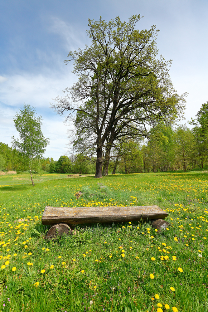 Bank im Grünen