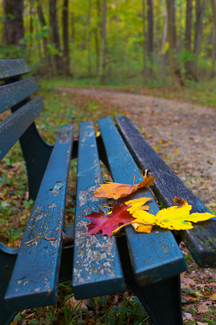 Bank im Herbst