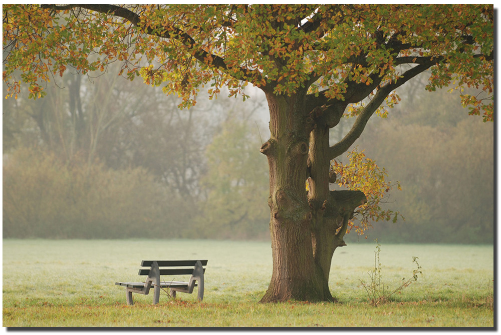 Bank im Herbst