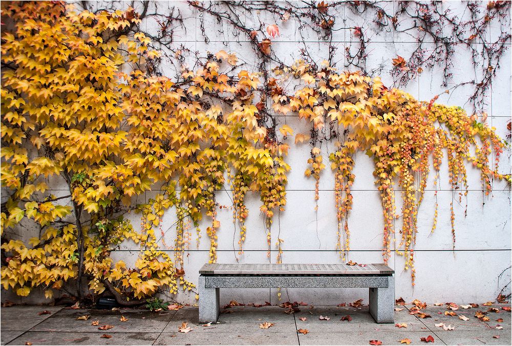 Bank im Herbst