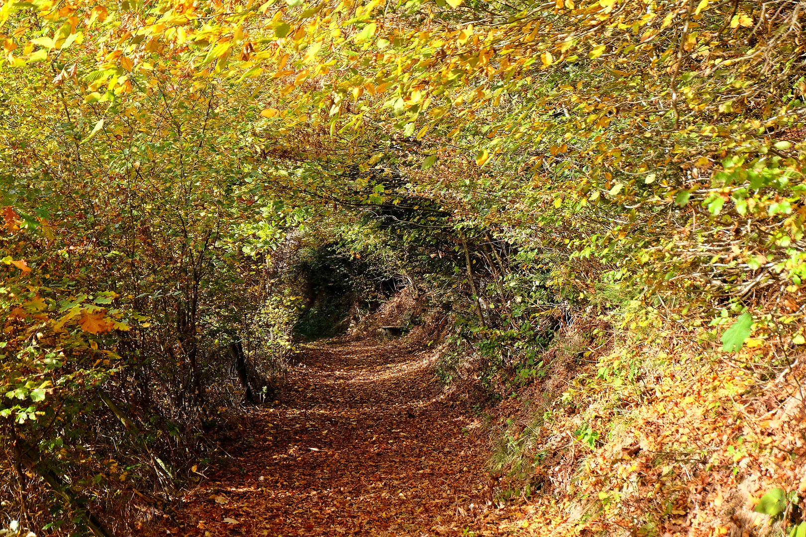 Bank im Herbstlaubtunnel