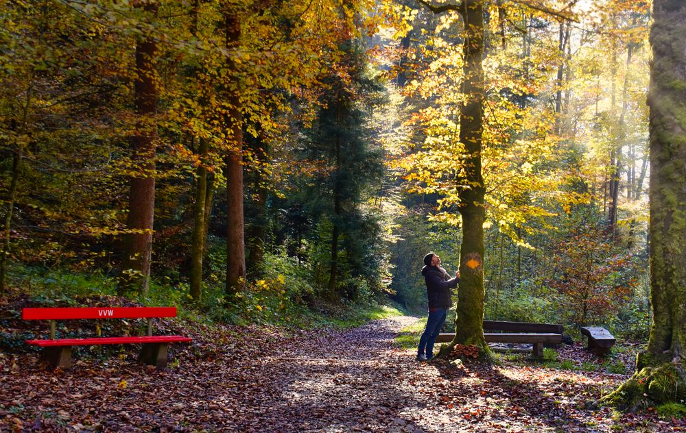 Bank im Herbstlicht