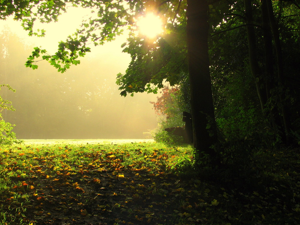 Bank im Herbstwald