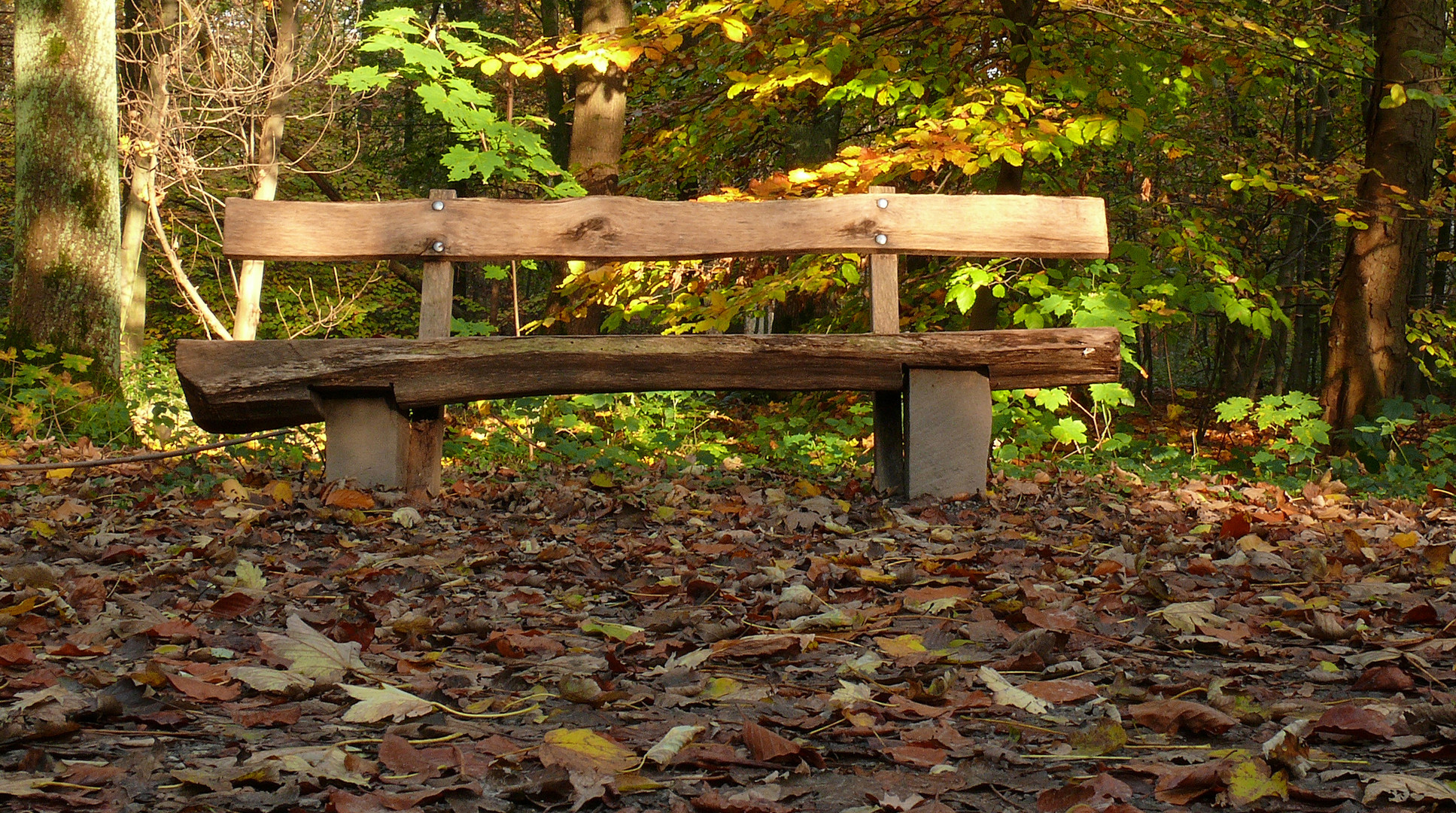 Bank im Herbstwald