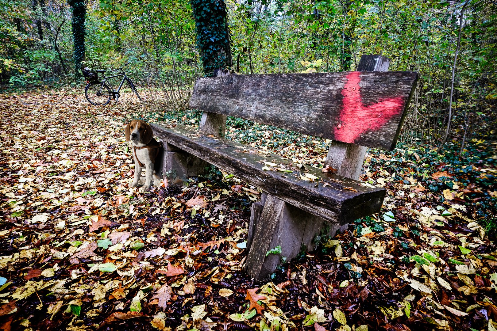 Bank im Herbstwald-4244