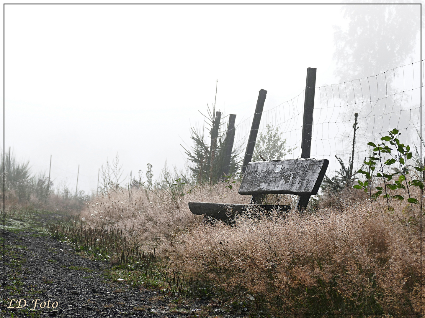 Bank im Nebel 1