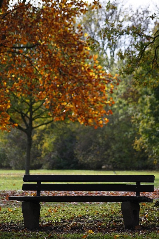 Bank im Park Foto & Bild jahreszeiten, herbst, natur Bilder auf